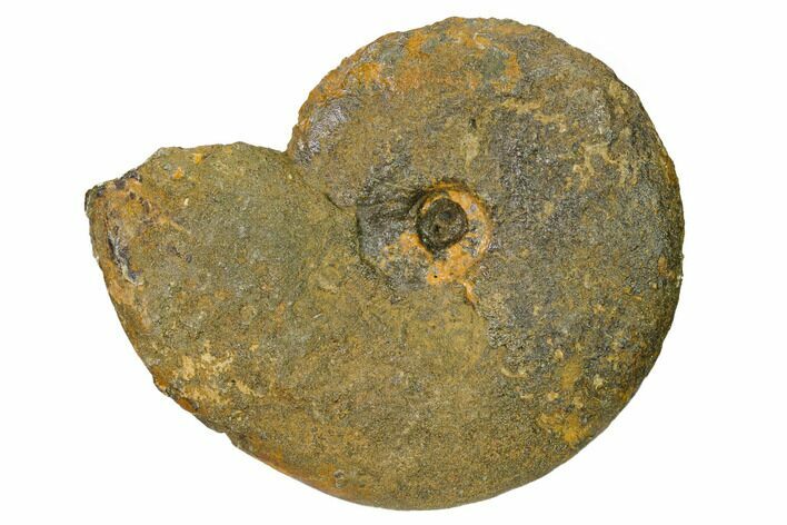 Iron Replaced Ammonite Fossil - Boulemane, Morocco #164472